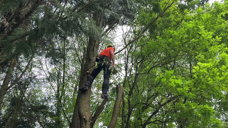 How Our Tree Care Process Works  in Tishomingo, OK