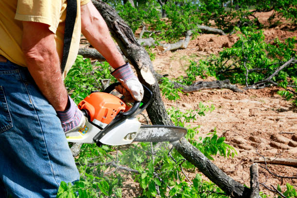 Best Tree and Shrub Care  in Tishomingo, OK